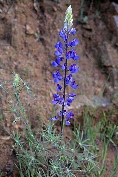 lupinus benthamii 5 graphic